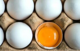 تولید تخم مرغ غنی شده بجای مکمل اسید فولیک