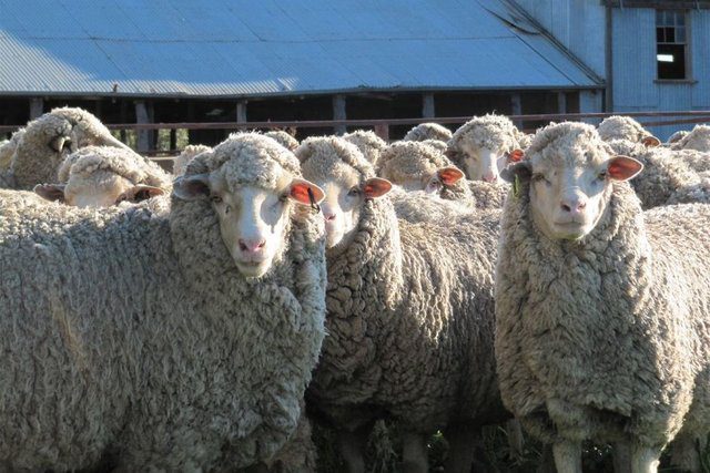 ایجاد گله‌های گوسفند و بز چندقلوزا با اصلاح نژاد دامی