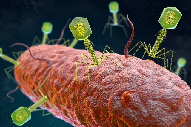 در یک مطالعه بررسی شد استفاده از ویروس‌های فاضلاب برای از بین بردن باکتری‌های مقاوم به آنتی‌بیوتیک